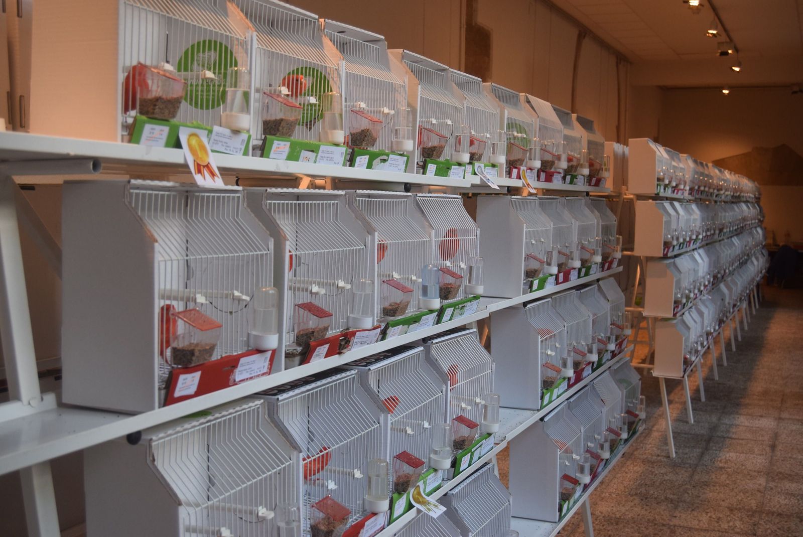 exposicion-ornitologica-en-el-colegio-universitario-11