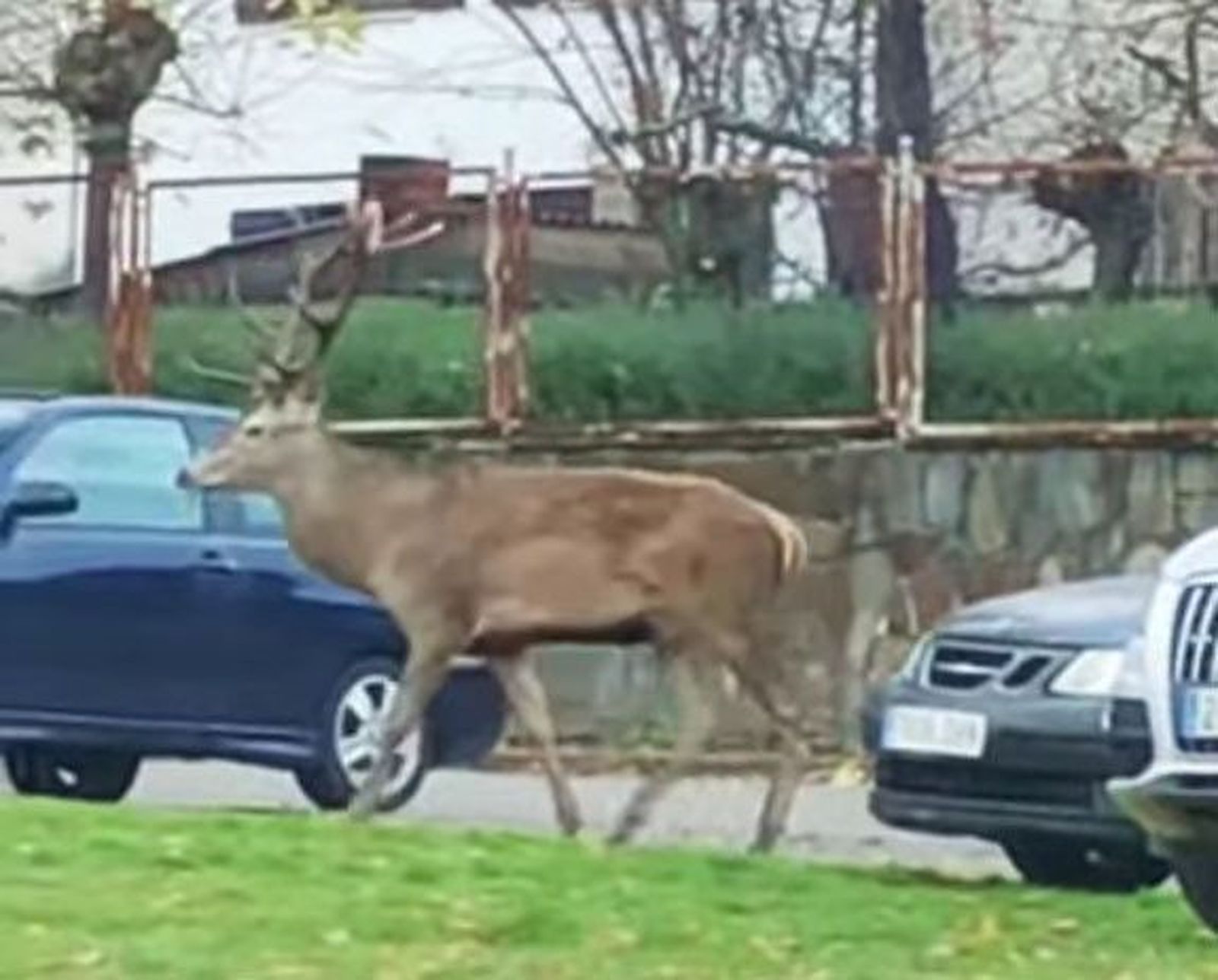 Ciervo puebla sanabria