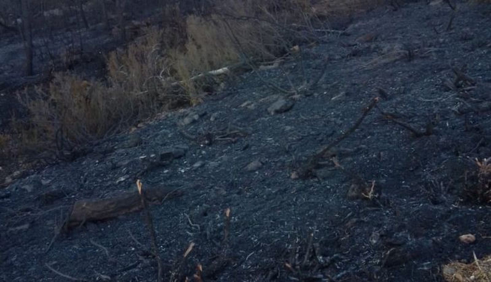 Imagen del terreno tras el incendio