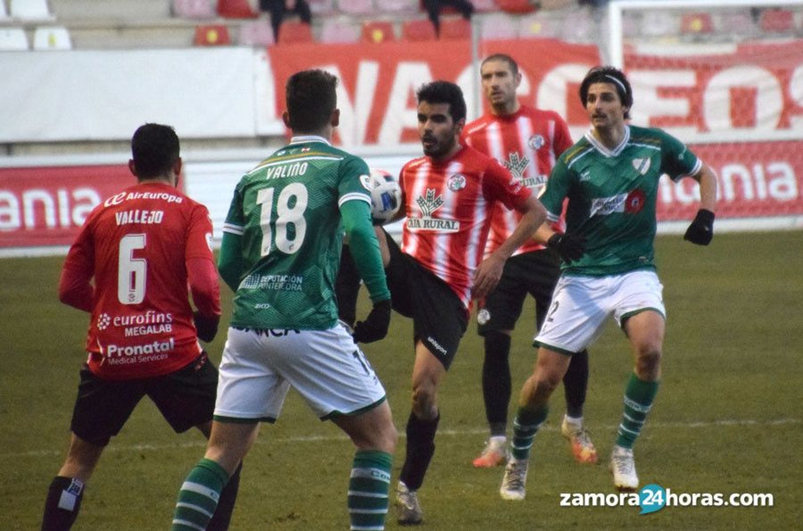 Conejo zamora coruxo