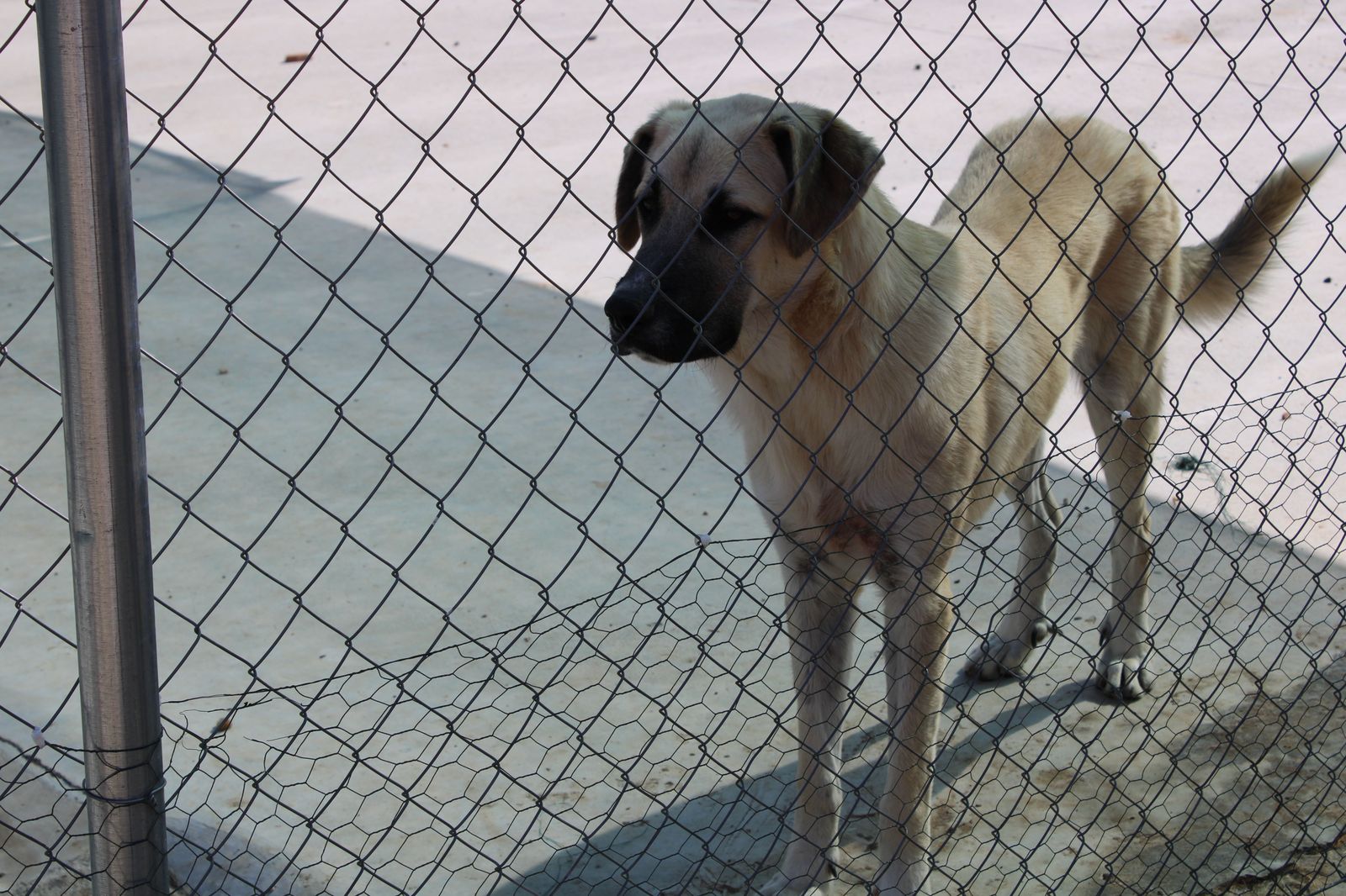 refugio-de-animales-del-ayuntamiento-de-salamanca-64
