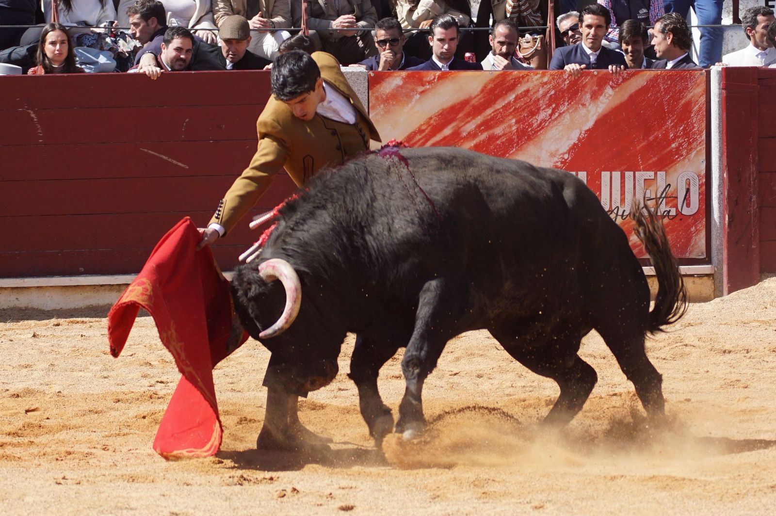 Festival taurino solidario por la esclerosis múltiple en Guijuelo