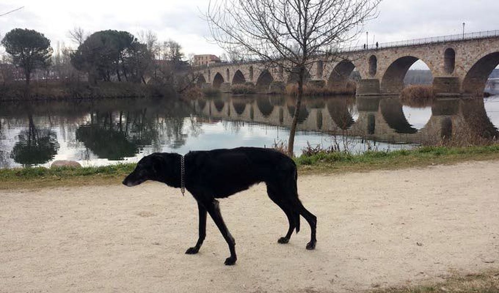 UPL pide al Ayuntamiento que impulse una actualización del censo canino