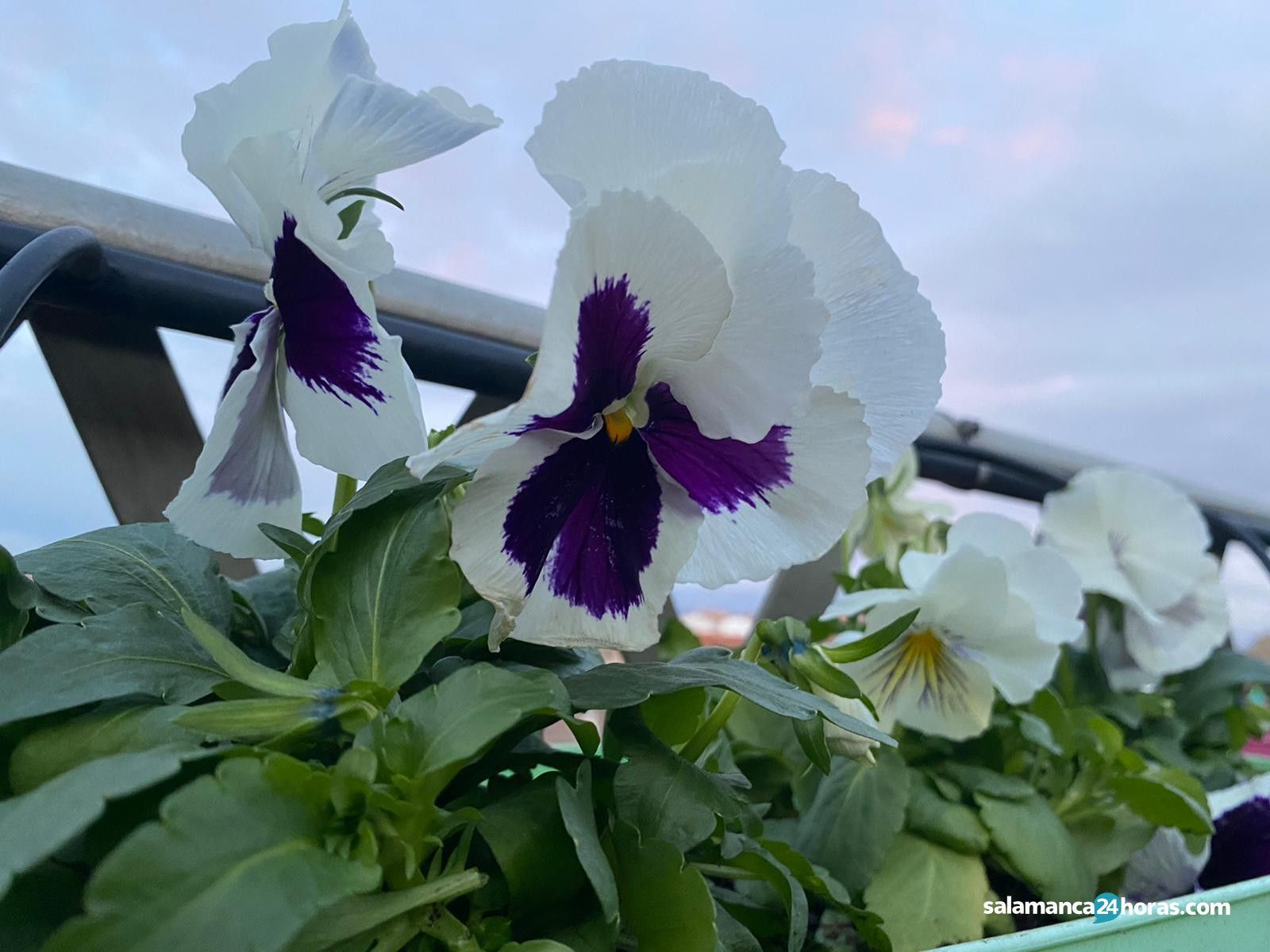 Flores pensamientos viento