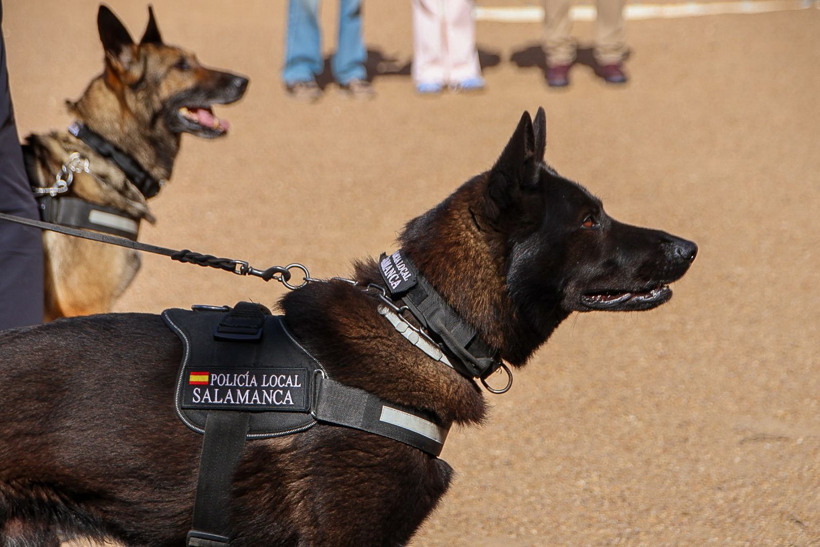 Reportaje perros Policía Local "semillas de conciencia"