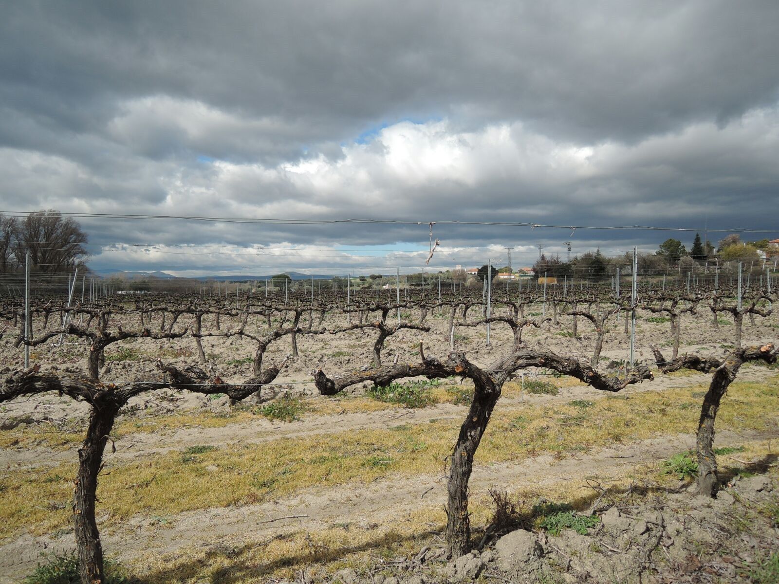Viñedos. Foto de archivo