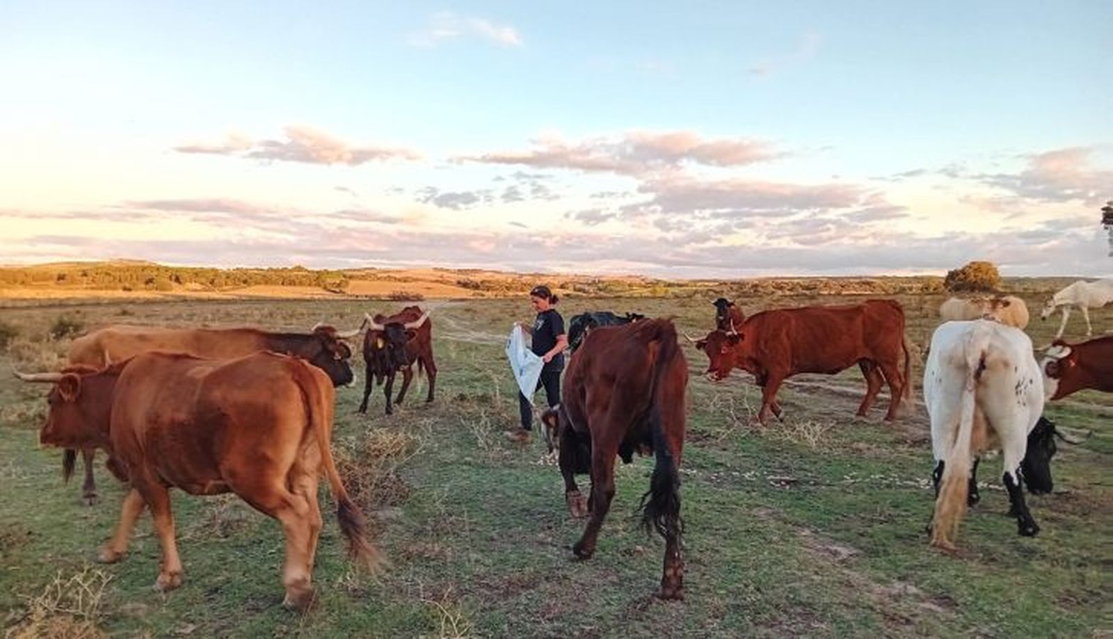 María Mulas dándole de comer a su ganado.