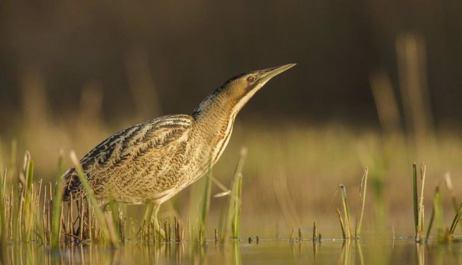 Avetoro Común. Foto EP