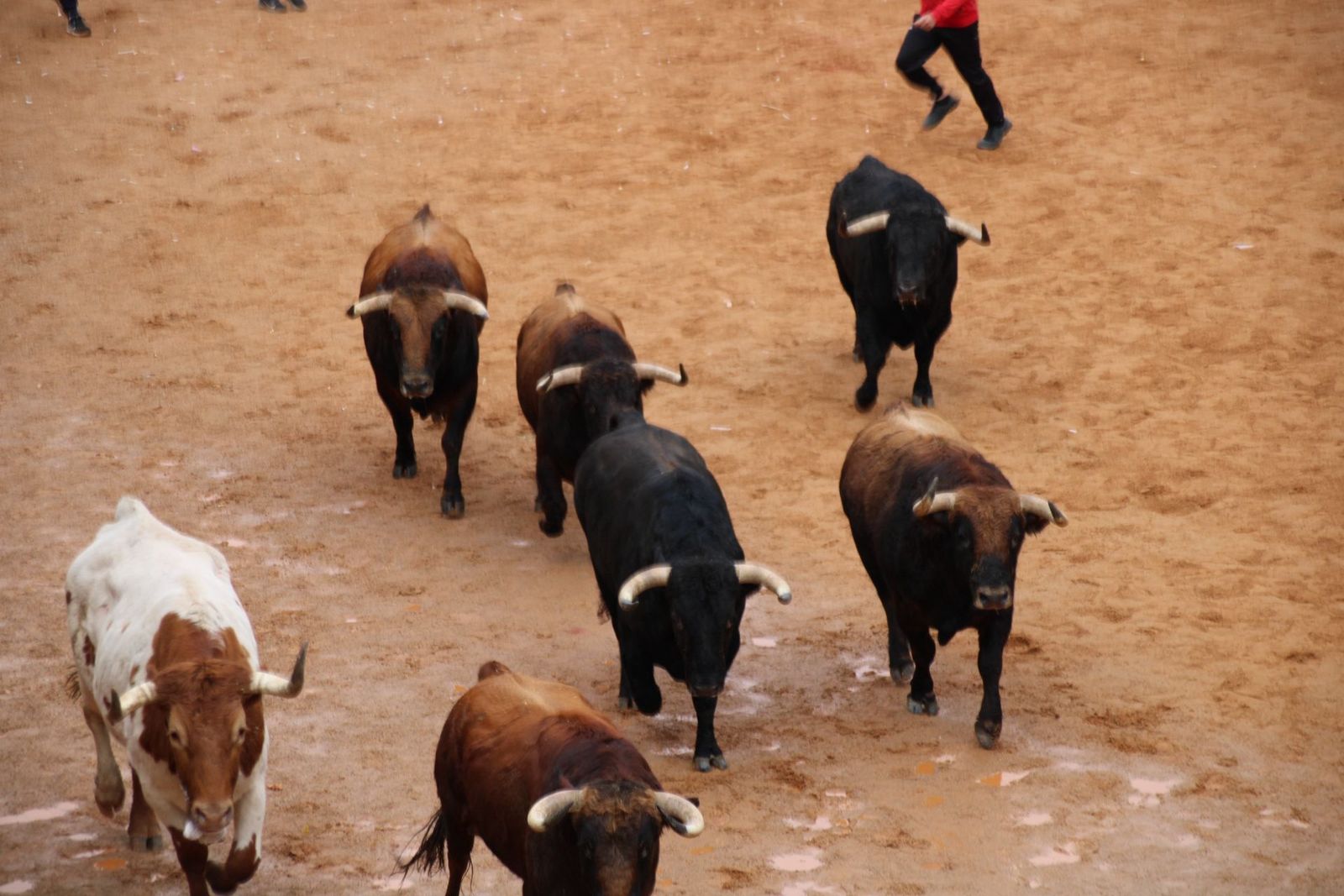 Encierro urbano martes de carnaval Ciudad Rodrigo 2025 (11)