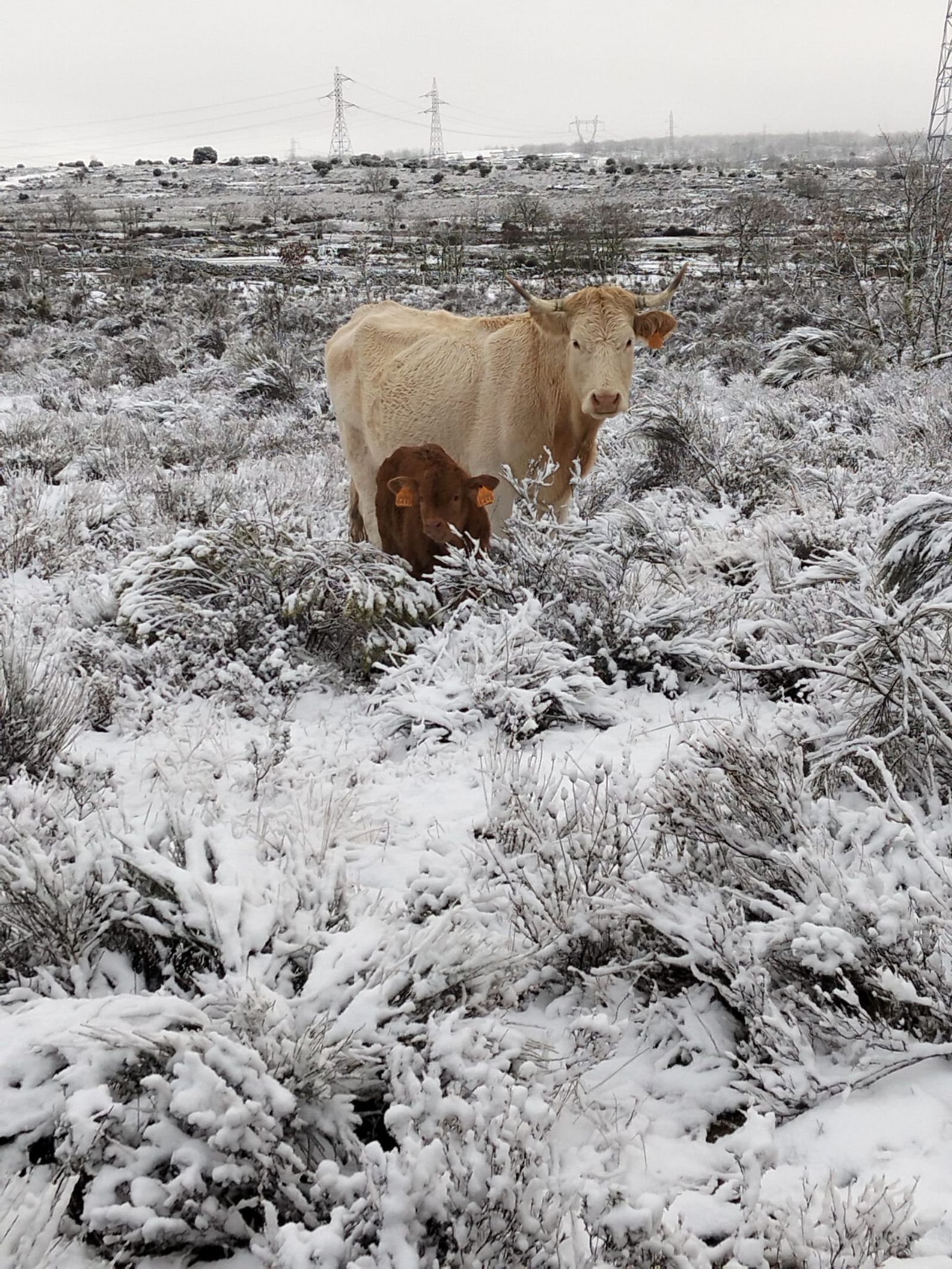 Nieve en Pereña