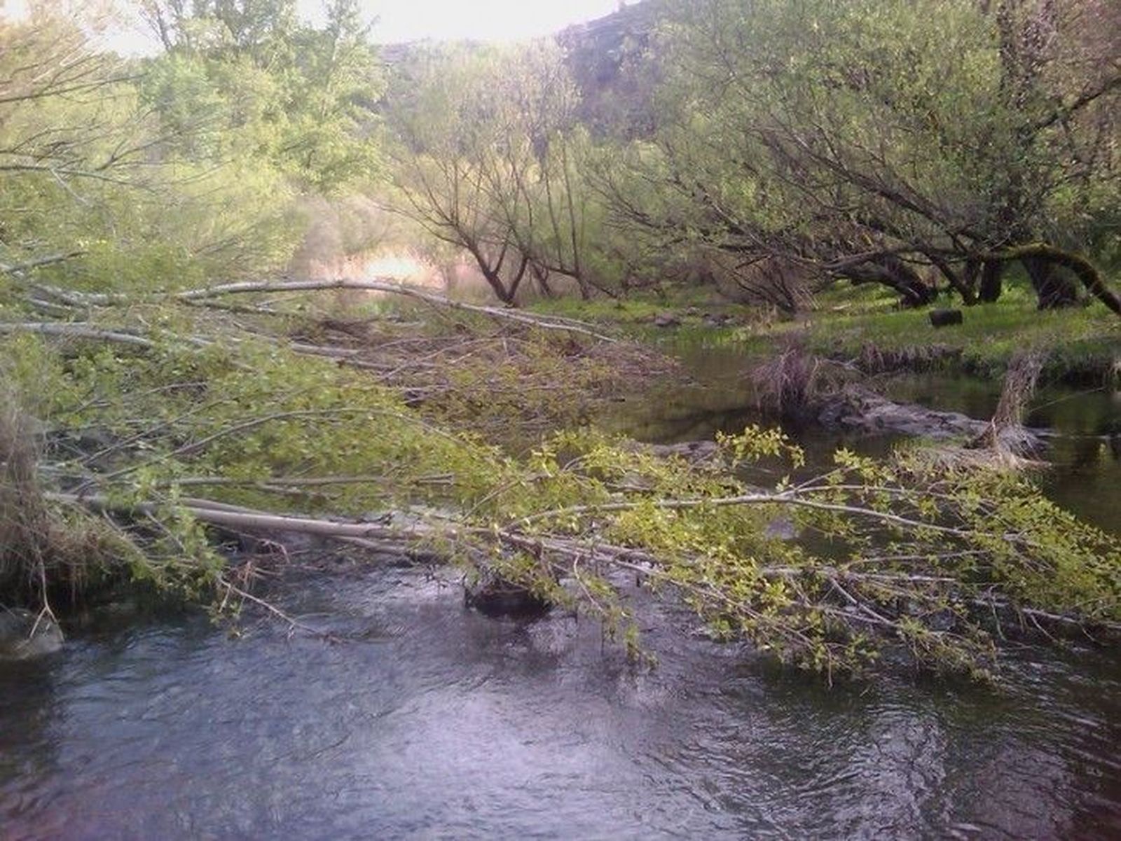 Jornada de participación pública en el Tormes para dar a conocer las intervenciones realizadas en el río