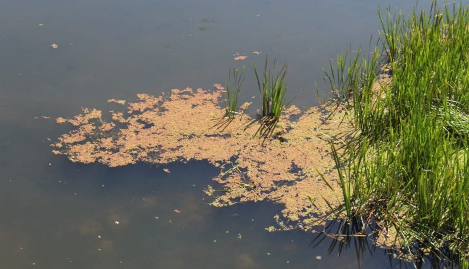 Azolla en el Tormes (2)
