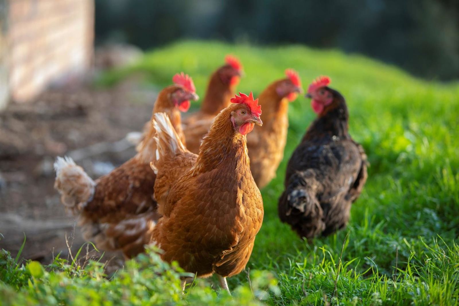 Gallinas en un corral doméstico al aire libre