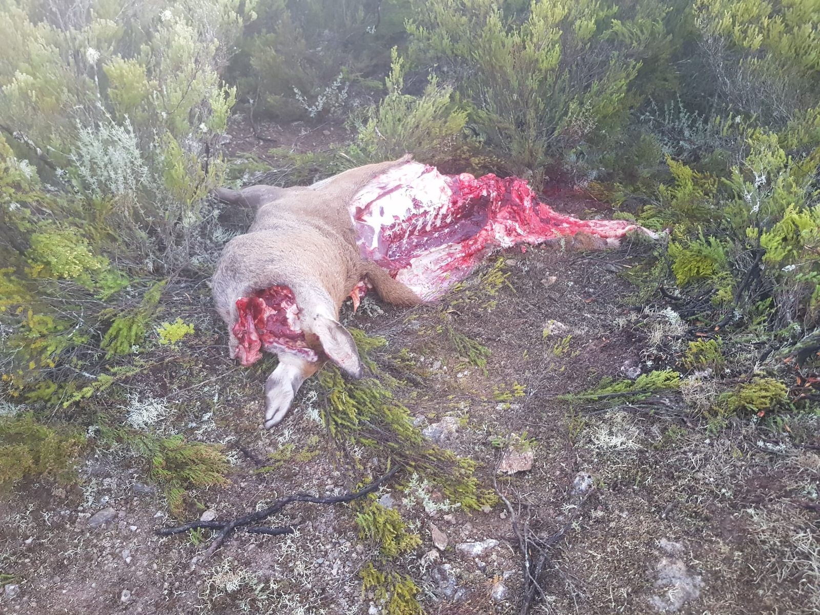 Ciervo encontrado en la zona