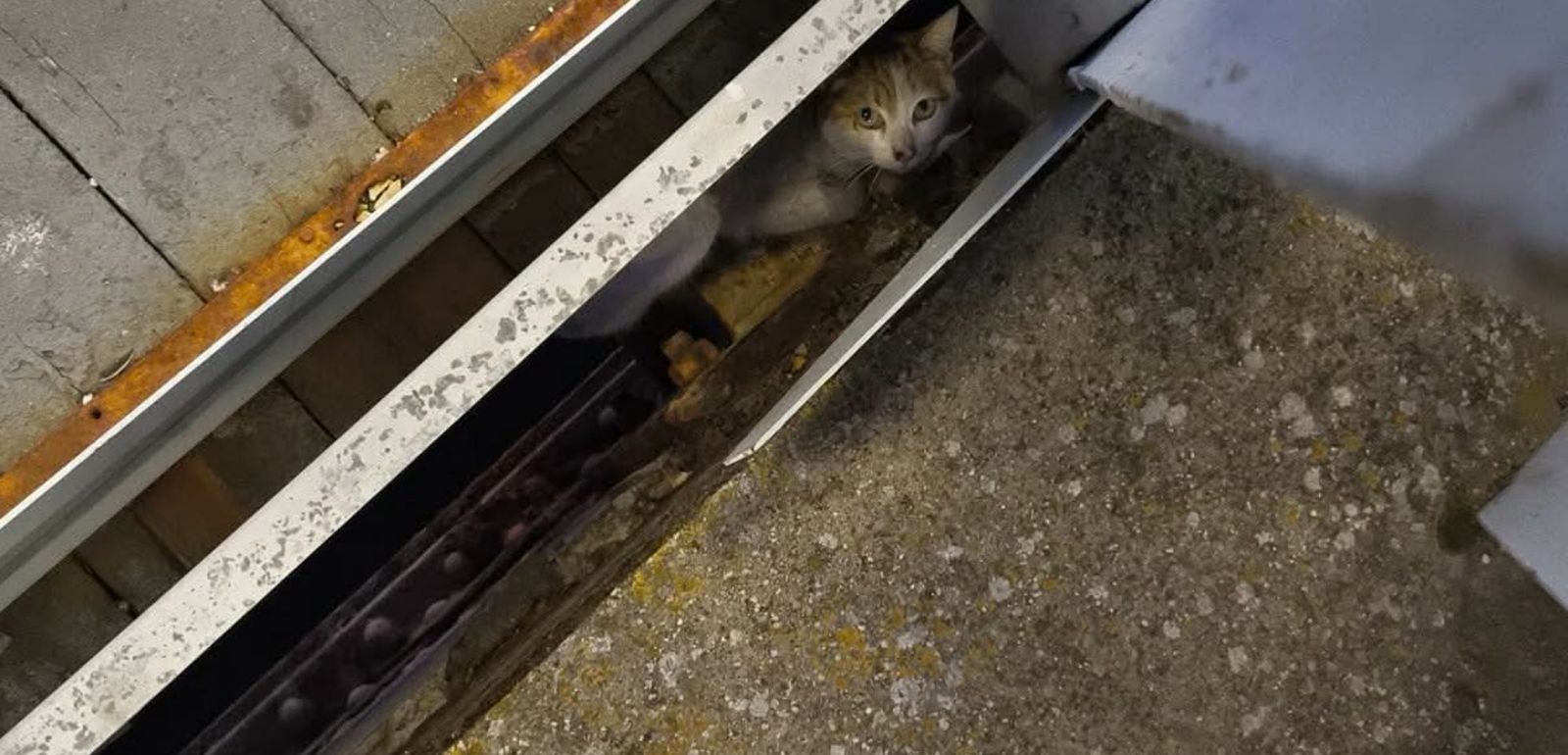 Imagen del gato atrapado en el Puente de Hierro