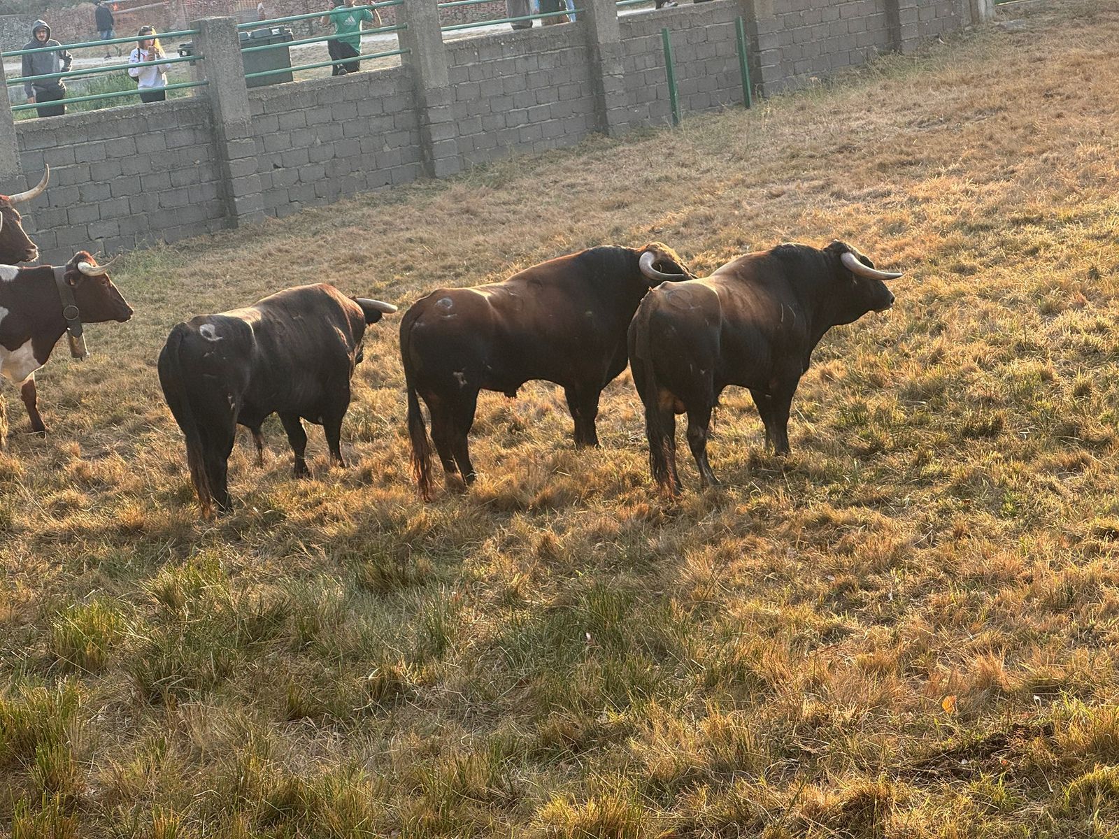 Encierro a caballo con reses de Valdeflores en Aldeadávila de la Ribera