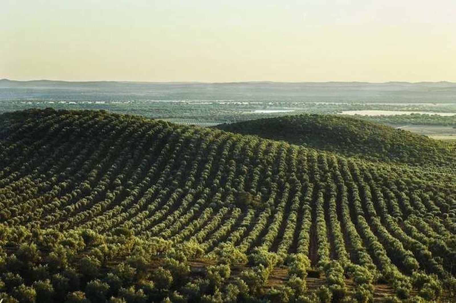 Buen nivel de comercialización de aceite de oliva y aceituna de mesa