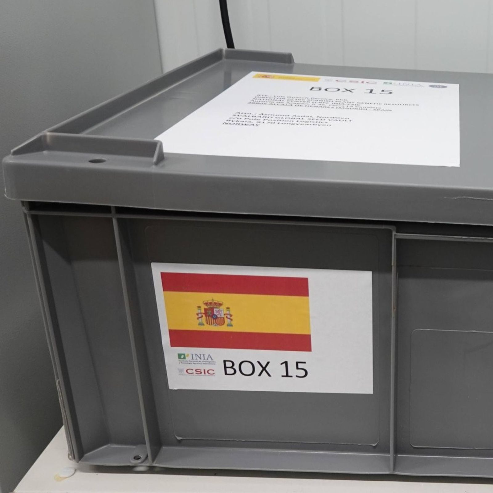 Semillas del olivo llegan a Svalvard2