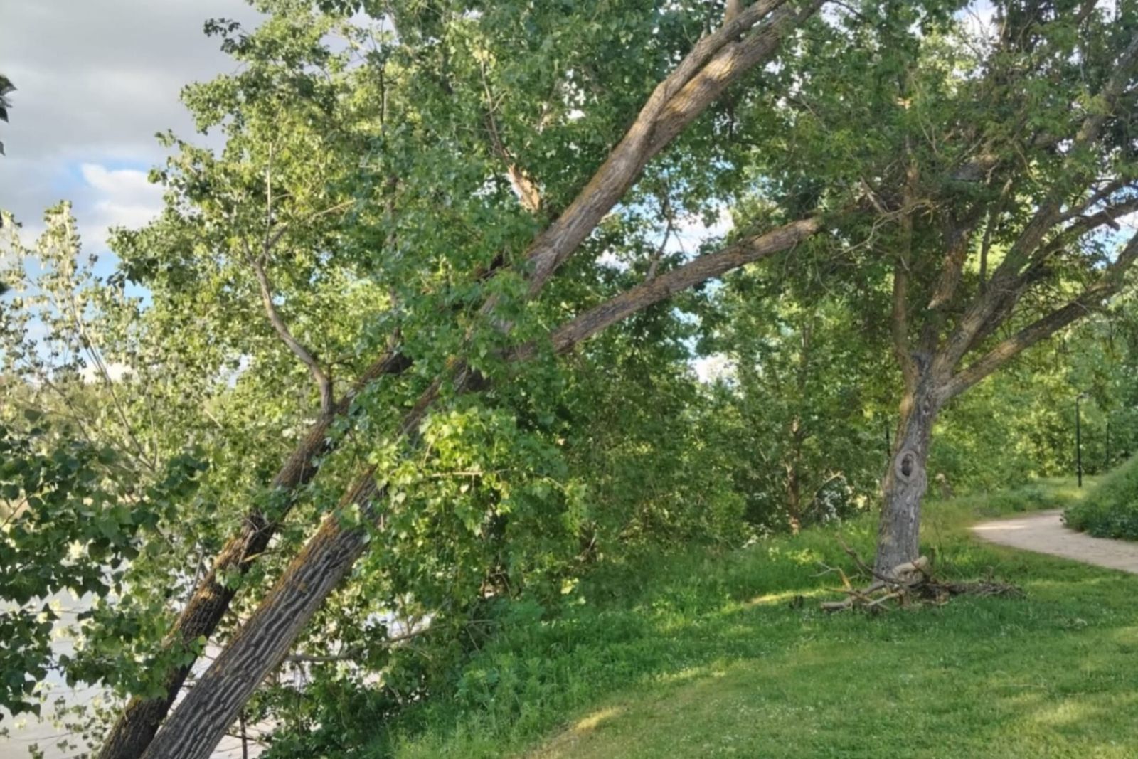 Zamora Sí solicitará la revisión del arbolado afectado por las tormentas del pasado domingo