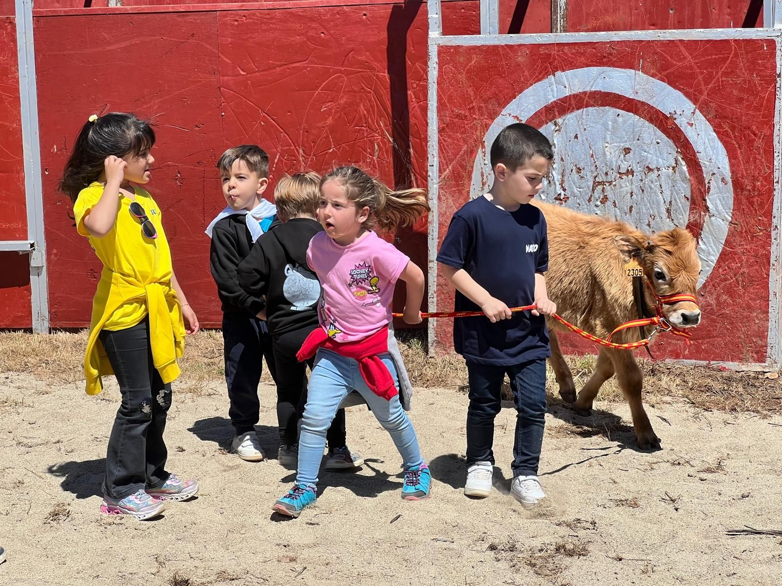 mini-bueyes-en-elas-fiestas-de-doninos-2025-5