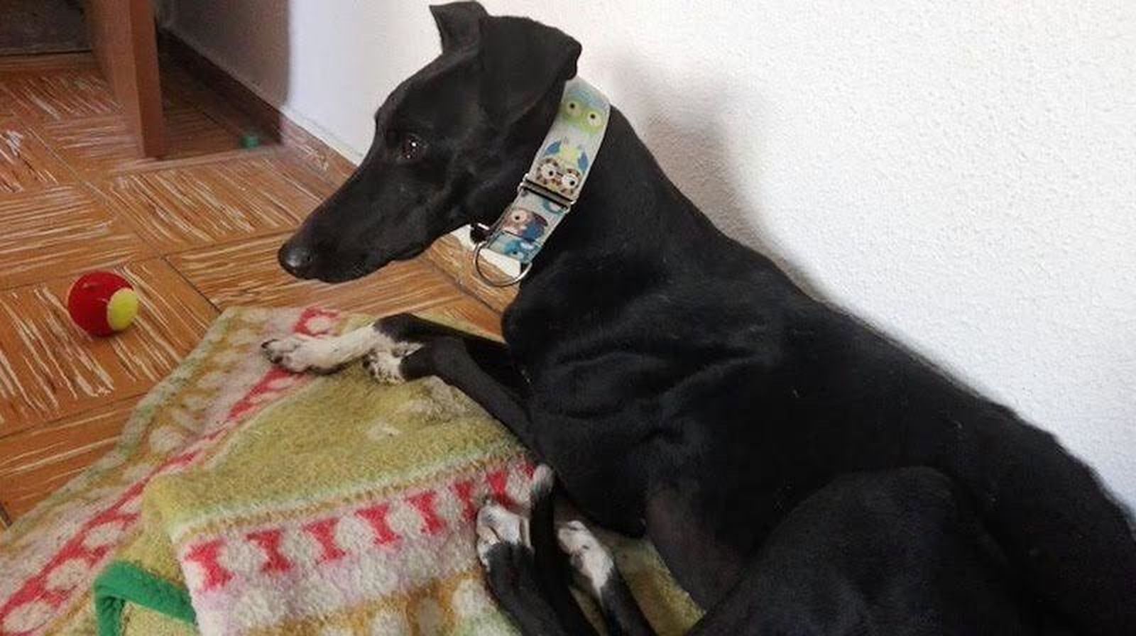 Los veterinarios advierten de la obligatoriedad de vacunar contra la rabia a las mascotas una vez al año 