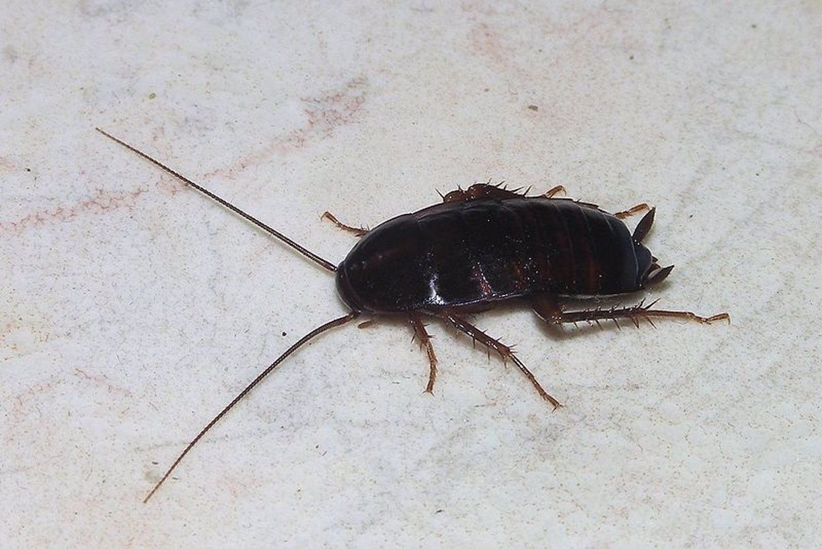 Cucaracha. Foto EP