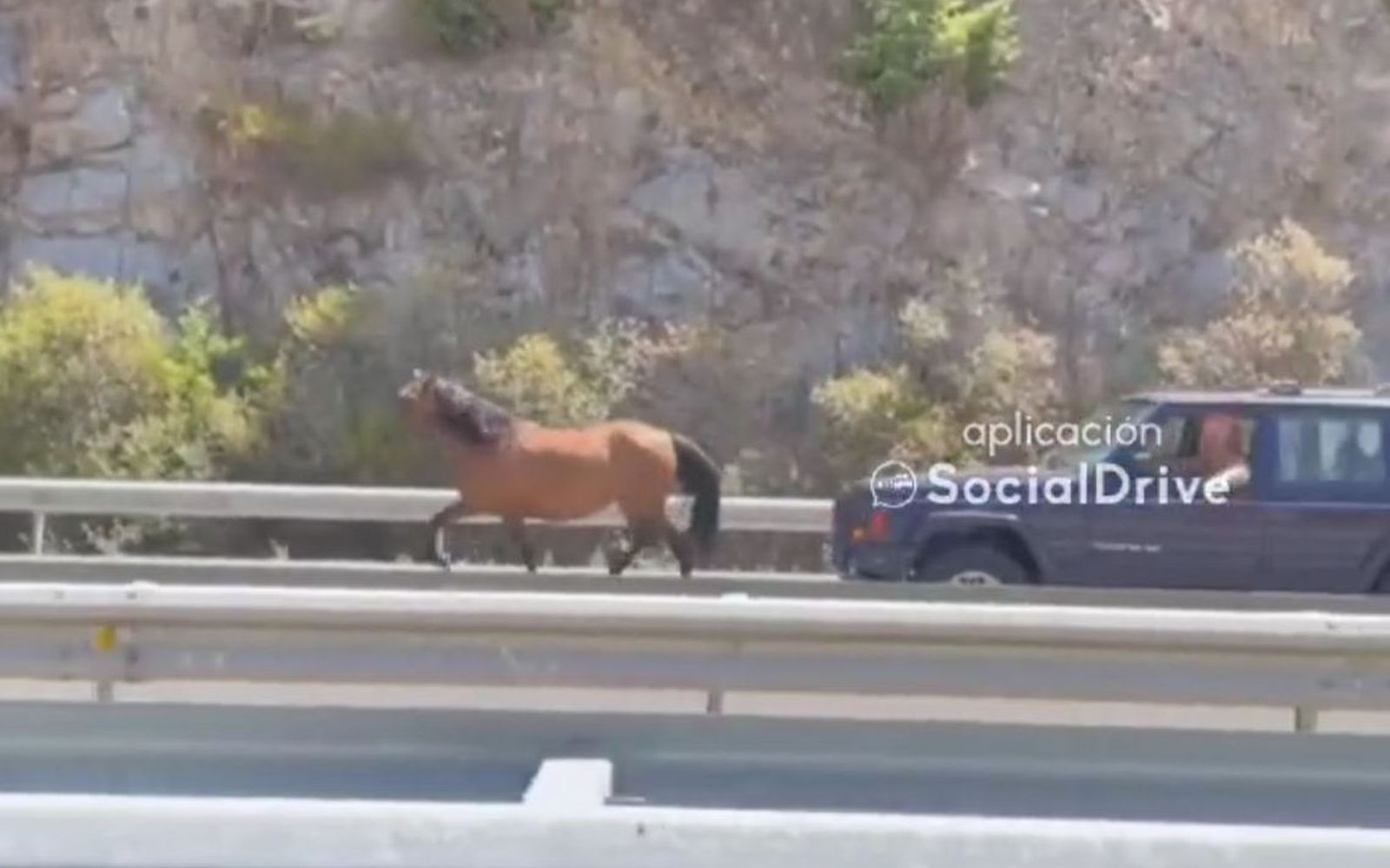 Un caballo galopa por la autovía a la altura de Béjar | FOTO SOCIAL DRIVE