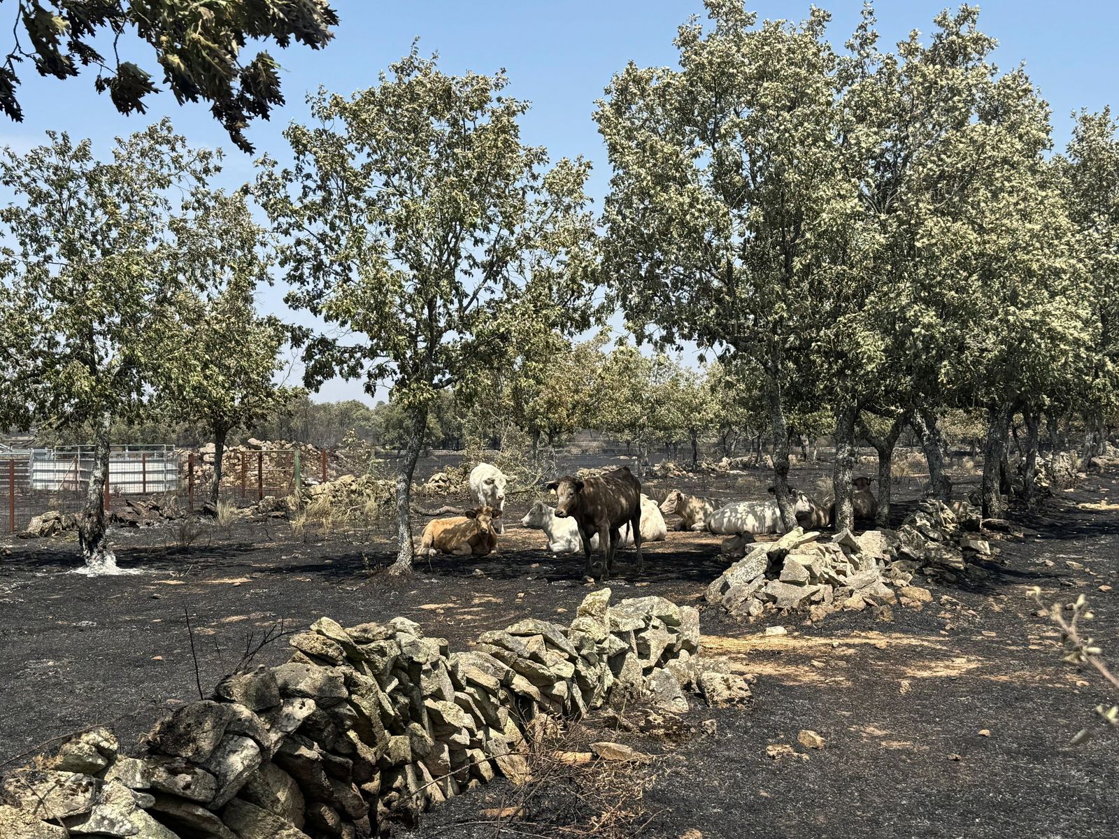 Así han quedado las zonas quemadas durante el incendio de Cipérez