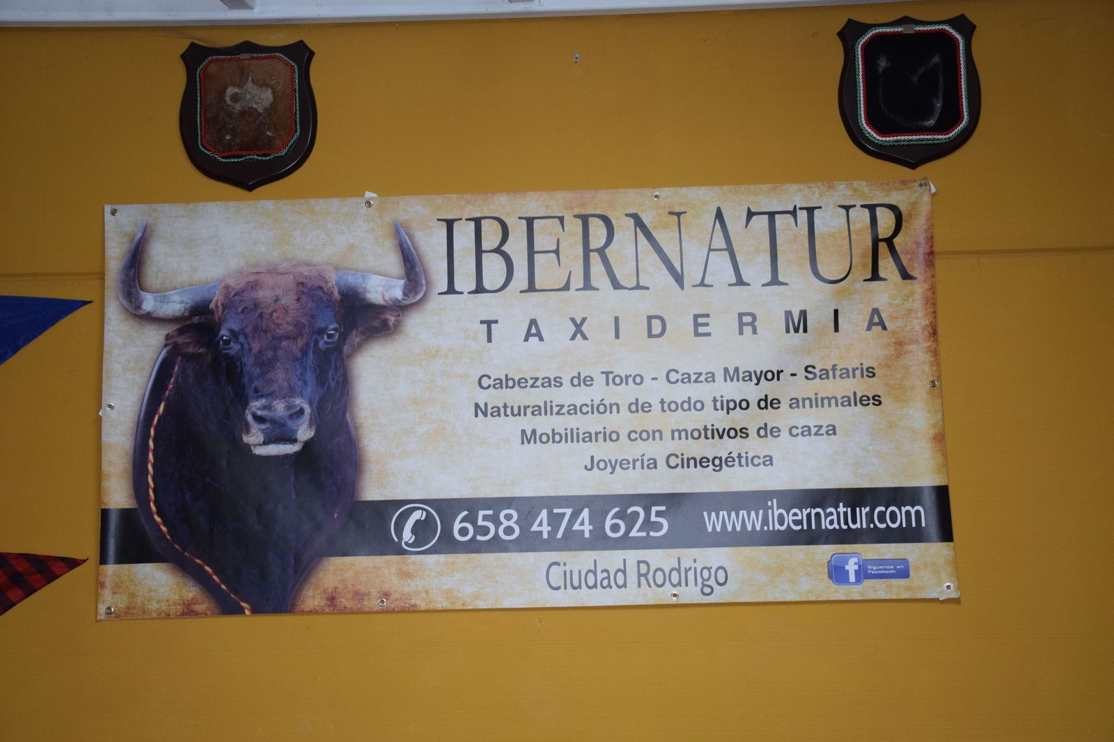 taxidermia-en-salamanca-12