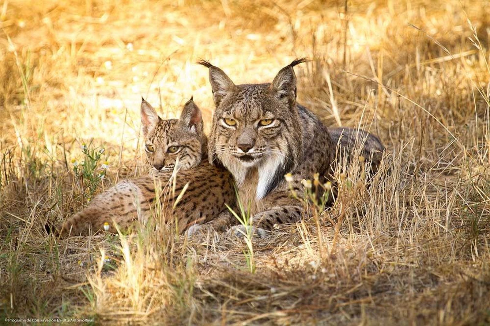 Lince Ibérico