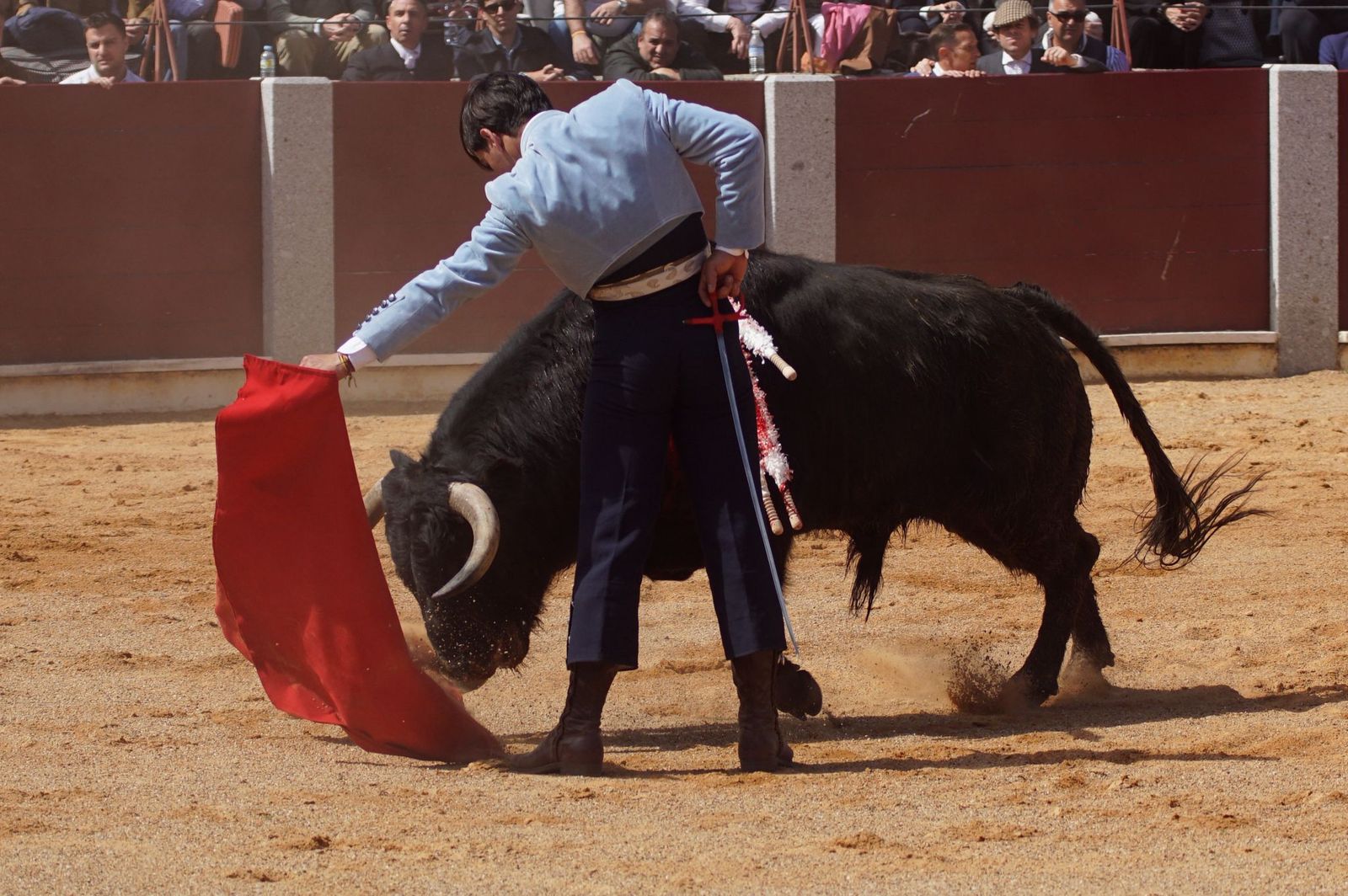 Festival taurino solidario por la esclerosis múltiple en Guijuelo