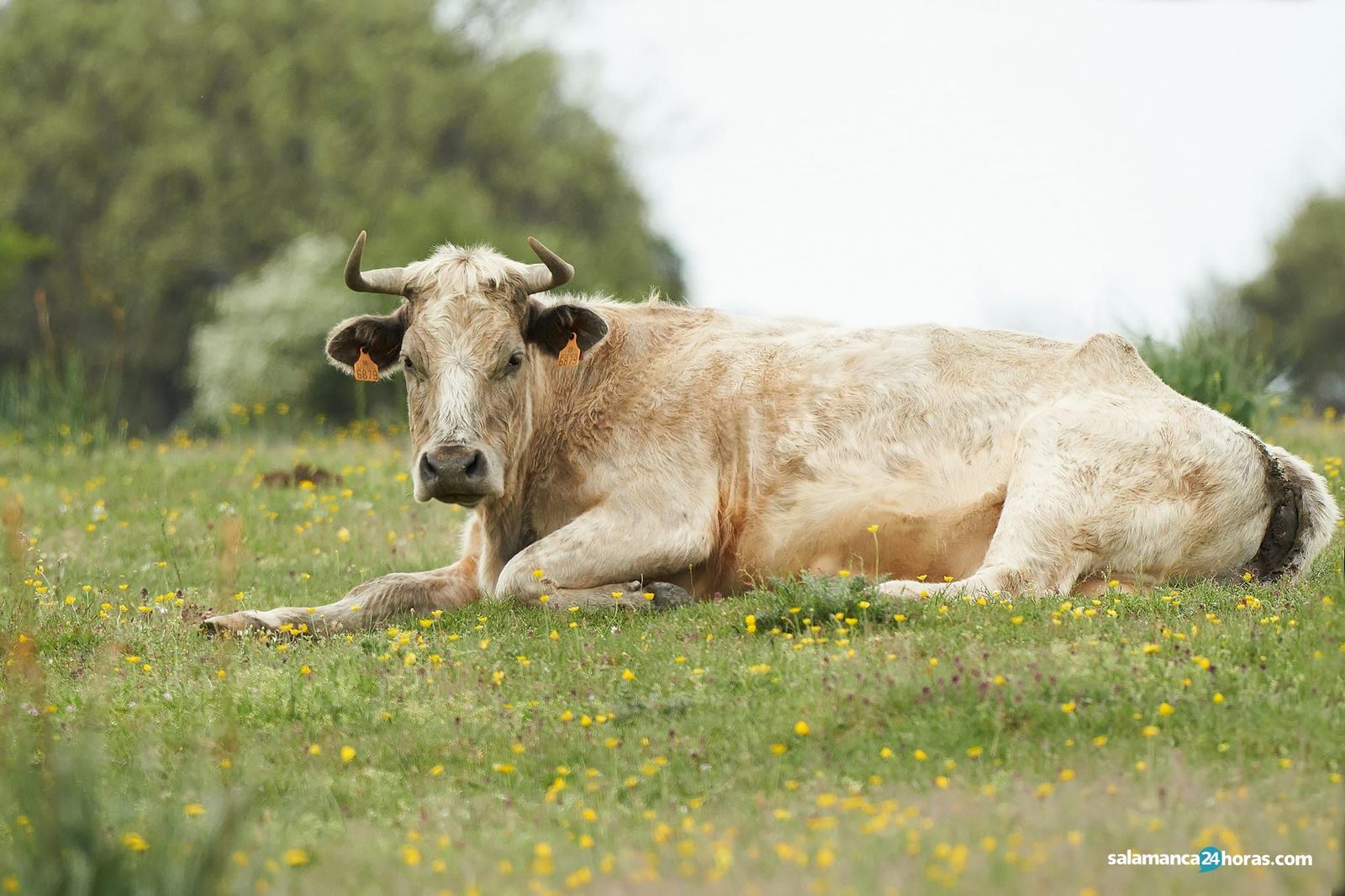 Vacuno carne abril vitigudino (1)