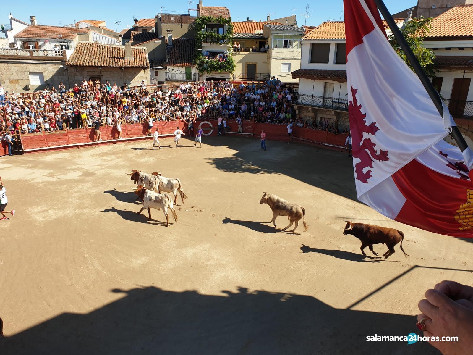 Toros en Villarino (7)