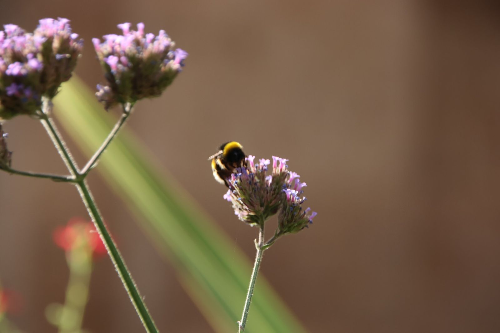 Abejorro en el jardín de la plaza de San Juan de Sahagún