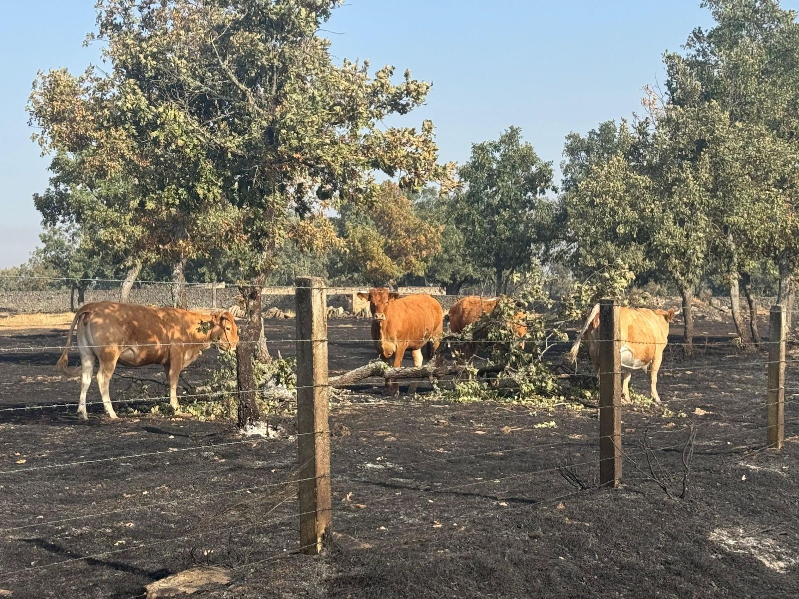 Así han quedado las zonas quemadas de Cipérez