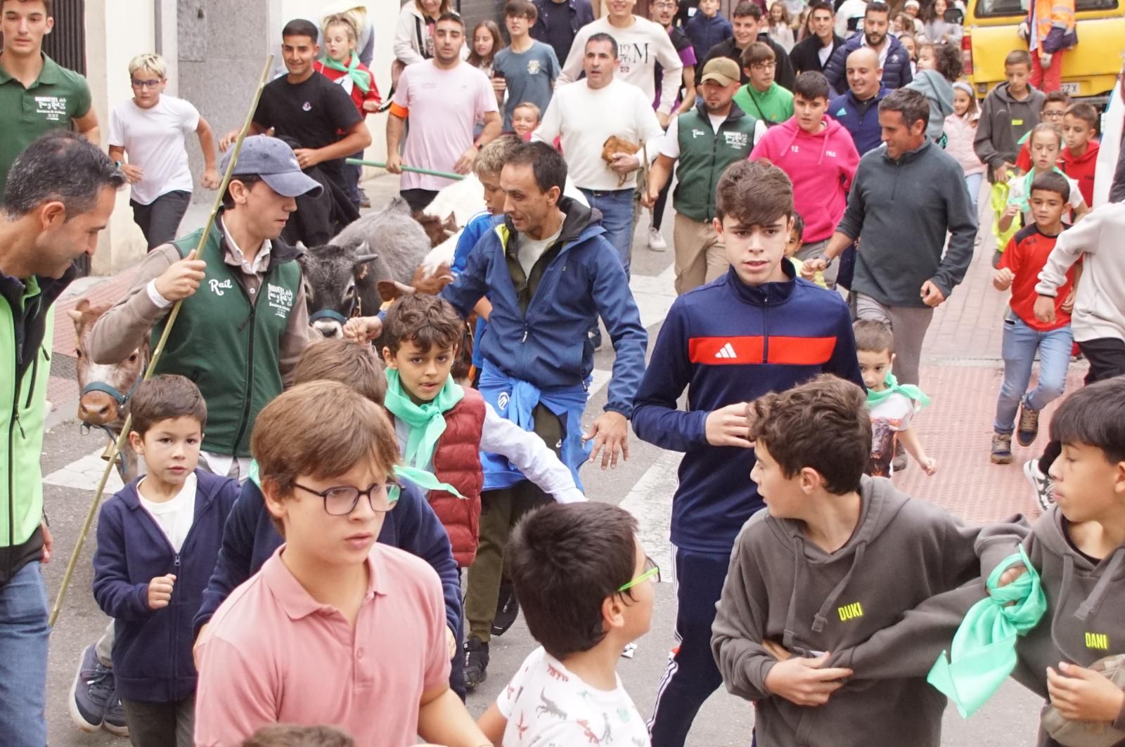 Alba de Tormes celebra un encierro, capea y encierro de minibueyes