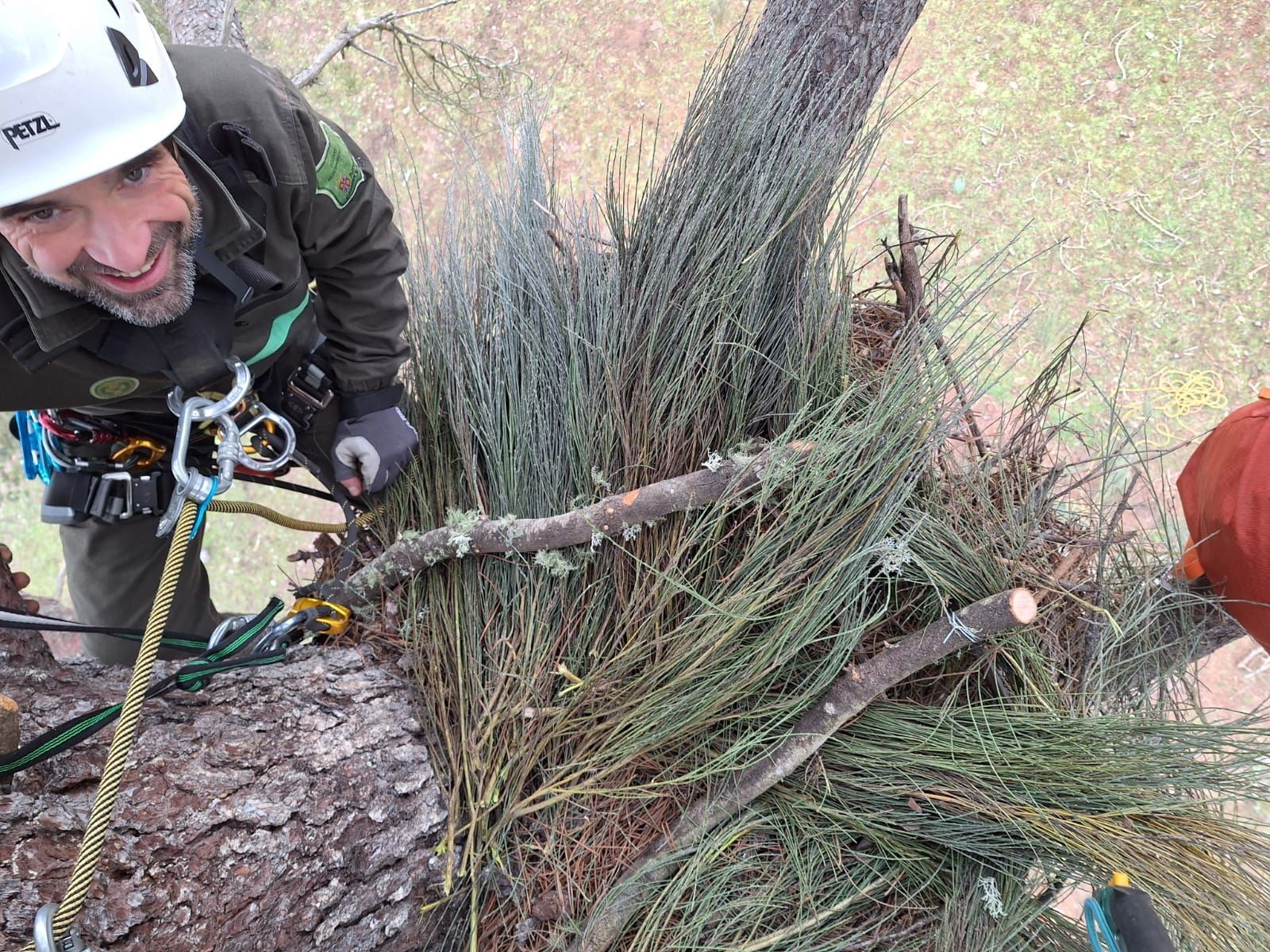 nido-de-cigueena-negra-2