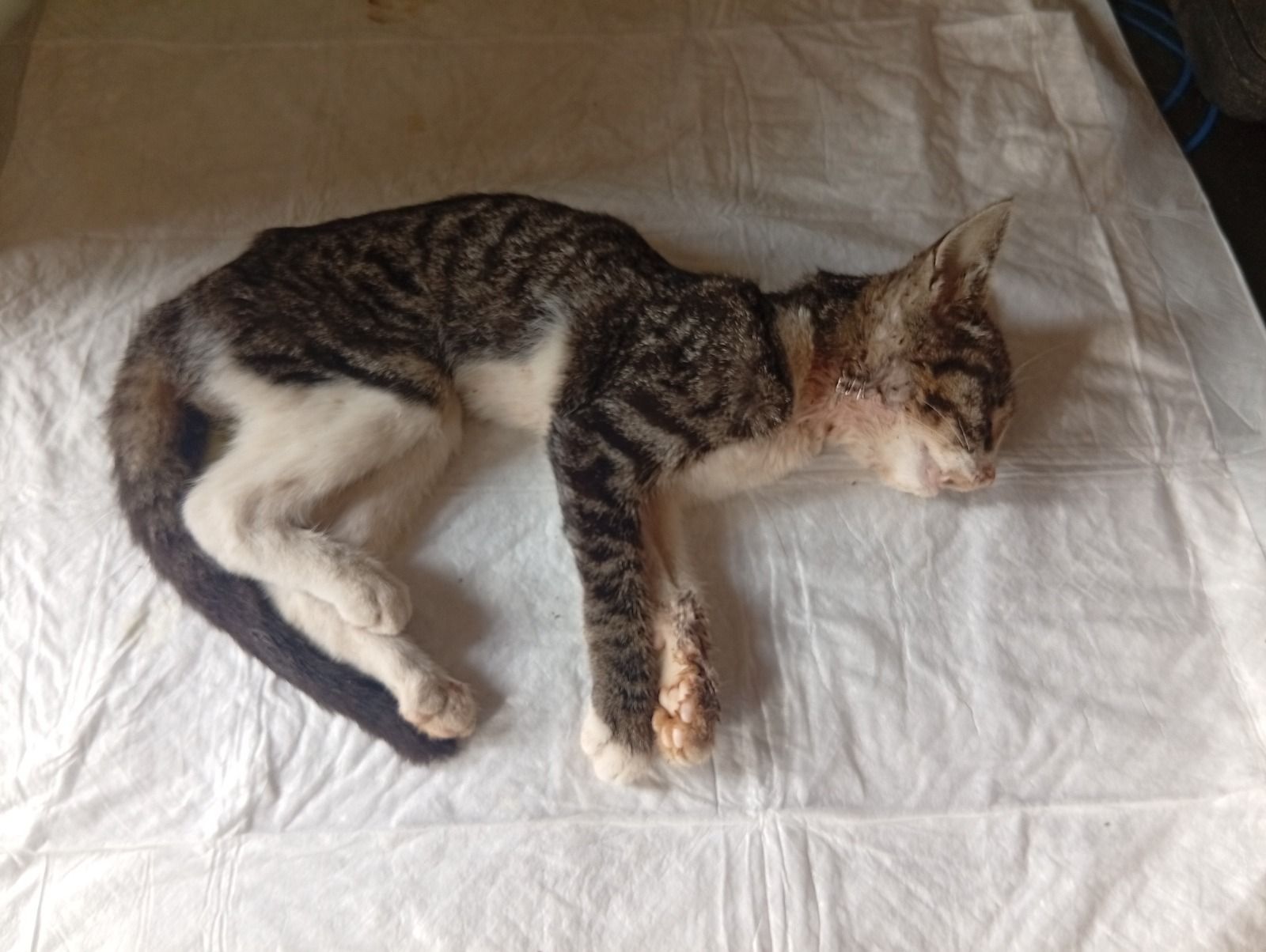 Indignación en Sobradillo de Palomares: muere un gato tras recibir dos disparos con balines