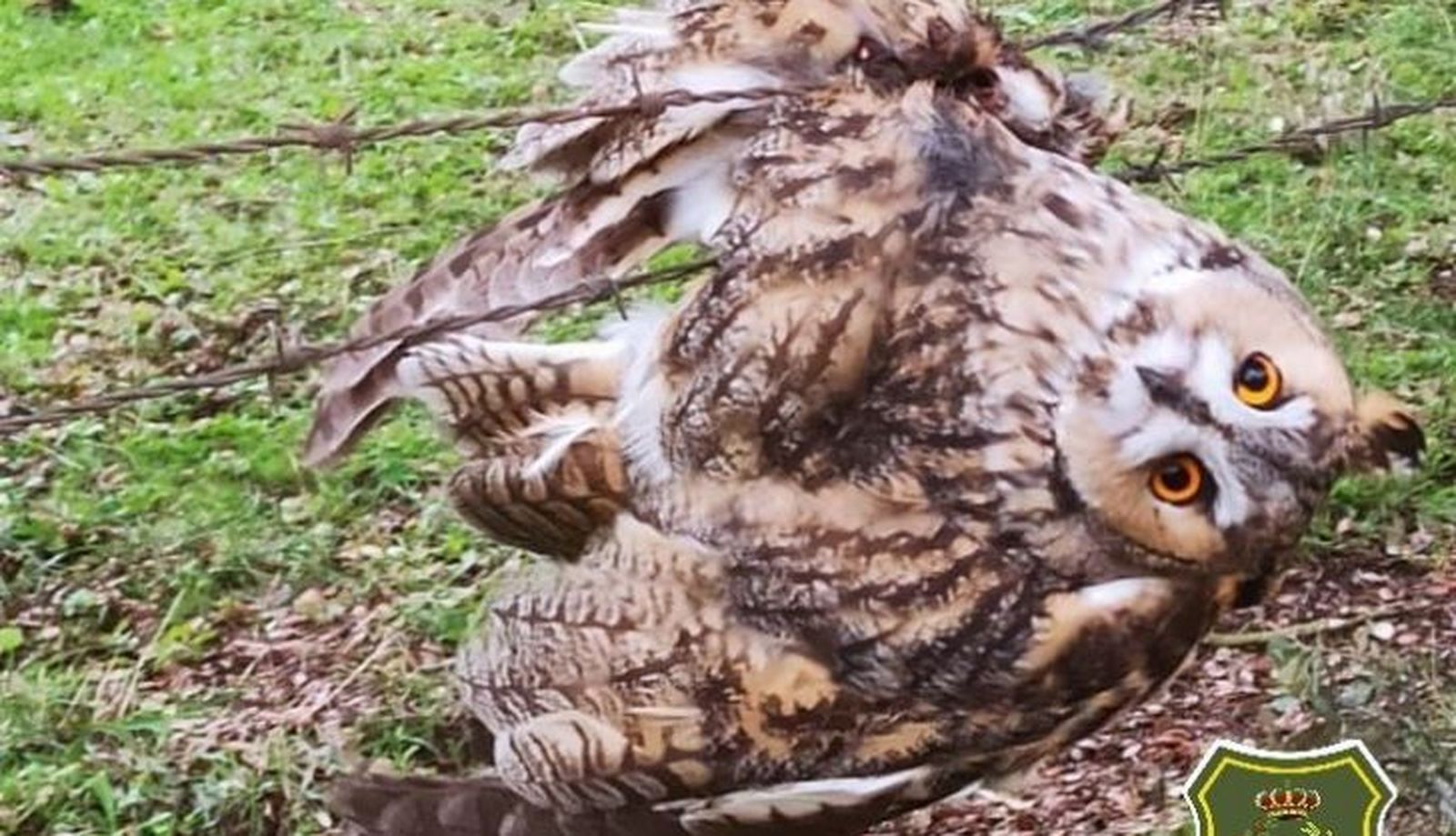 Buho atrapado en alambre