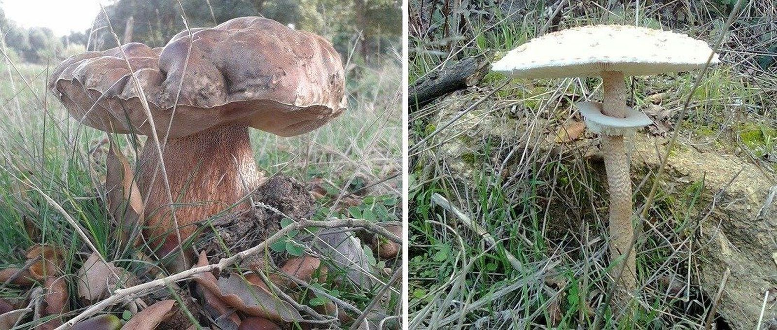 Situación actual complicada de la micología en Salamanca