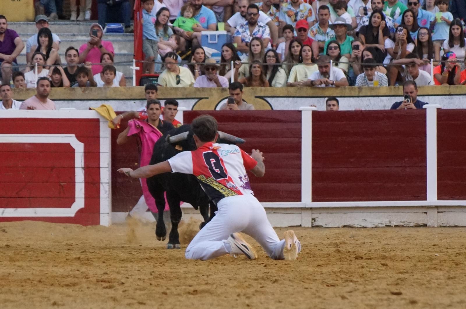 Gran ambiente en los cortes y la suelta de vaquillas de Peñaranda