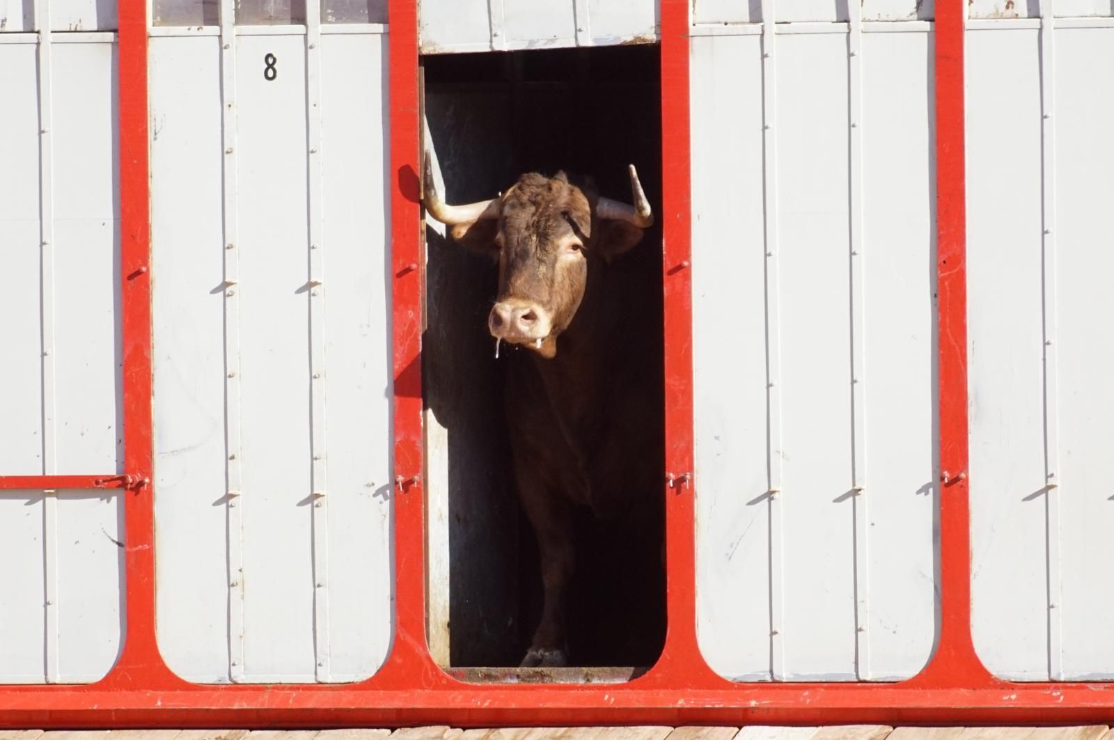 Tradicional Desenjaule en la Plaza de Toros La Glorieta