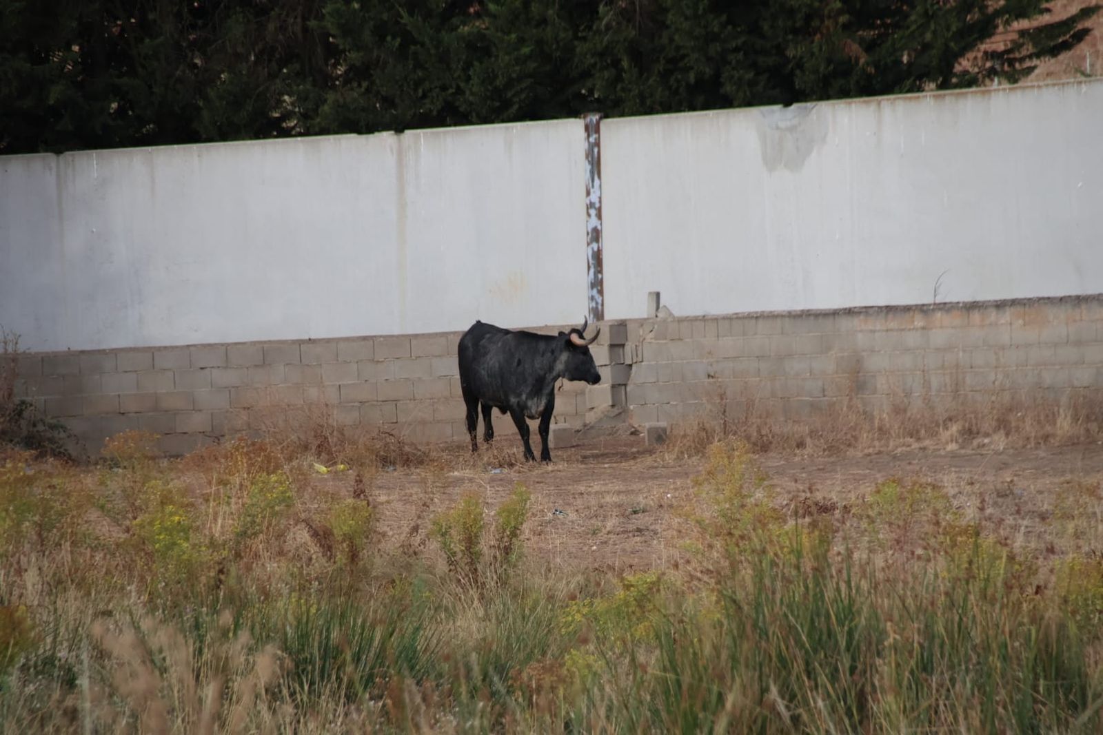 Buscan a una vaca huida del recinto ferial de Salamaq