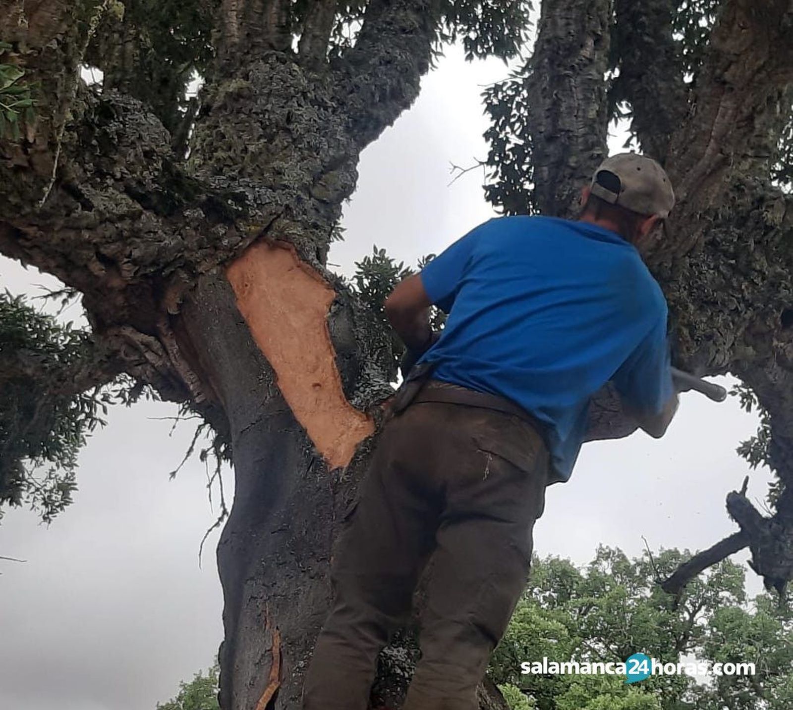 Corcho en valdelosaPHOTO 2020 08 18 19 37 45 1