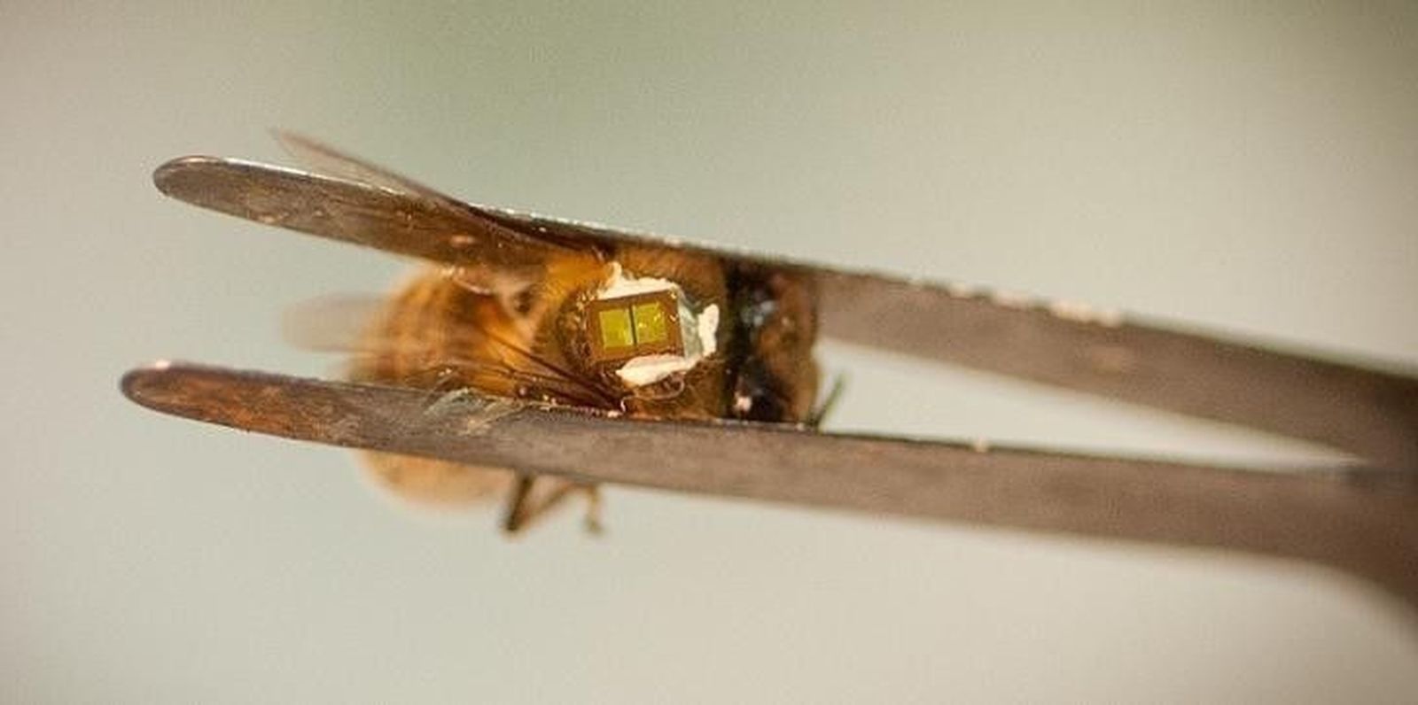 Un microchip en el tórax de abejas permitirá medir y estudiar su mortandad