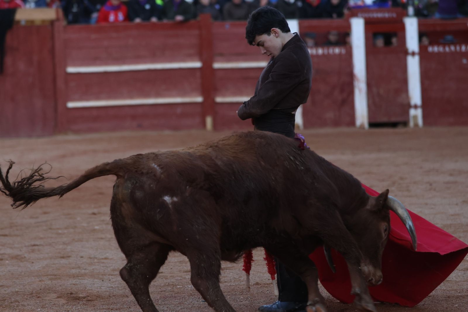 Festival taurino del Sábado en el Carnaval del Toro 2026 de Ciudad Rodrigo