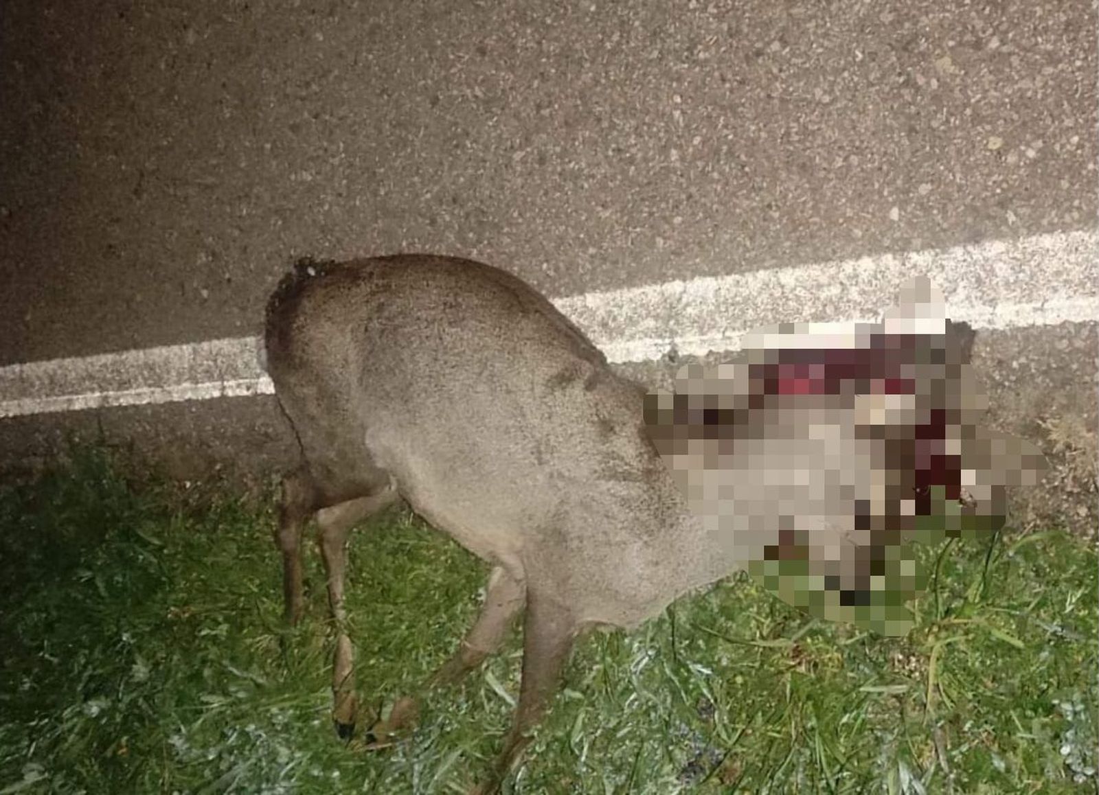 Corzo atropellado en las inmediaciones de Cabrerizos