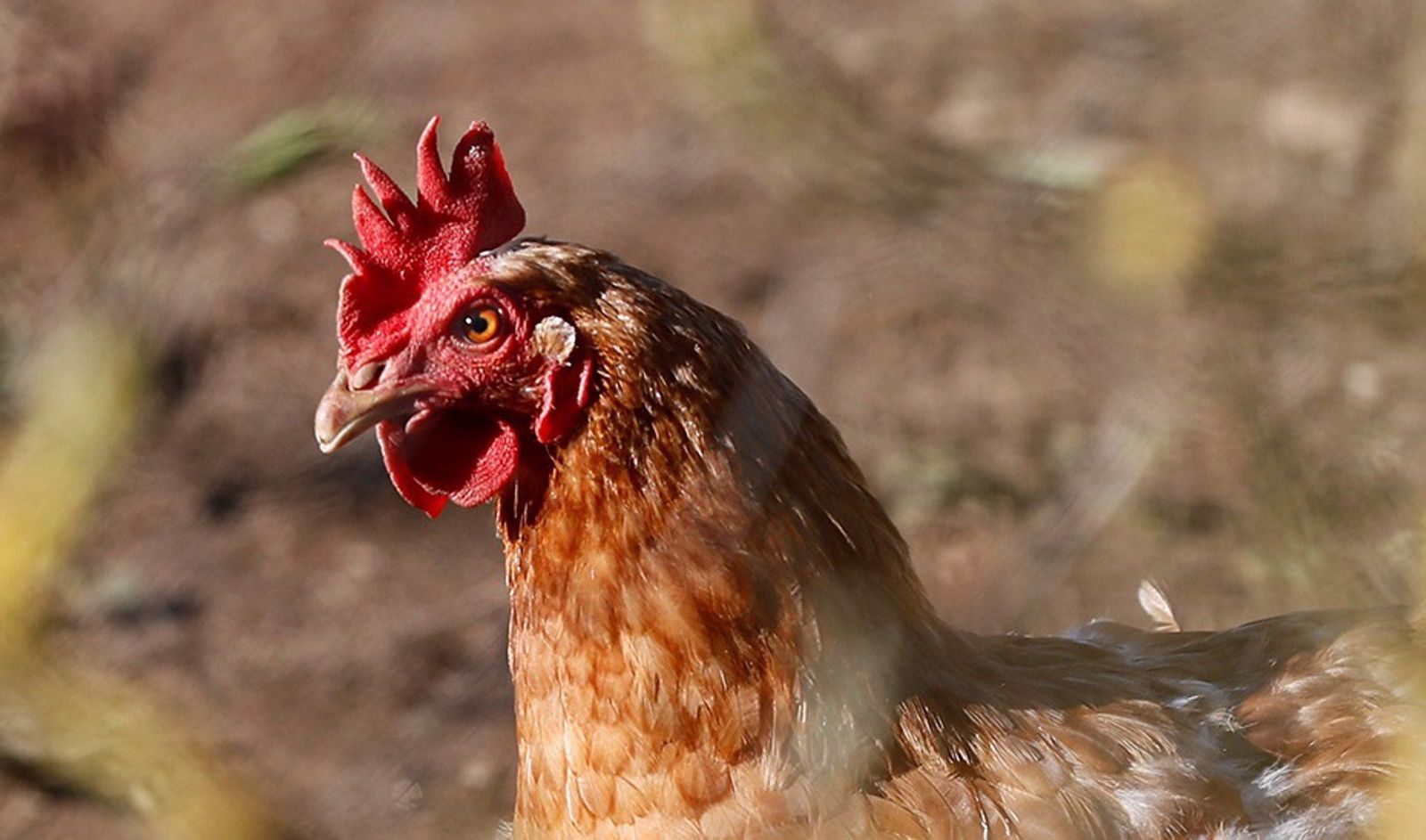 Gallina. Foto: Junta de Andalucía