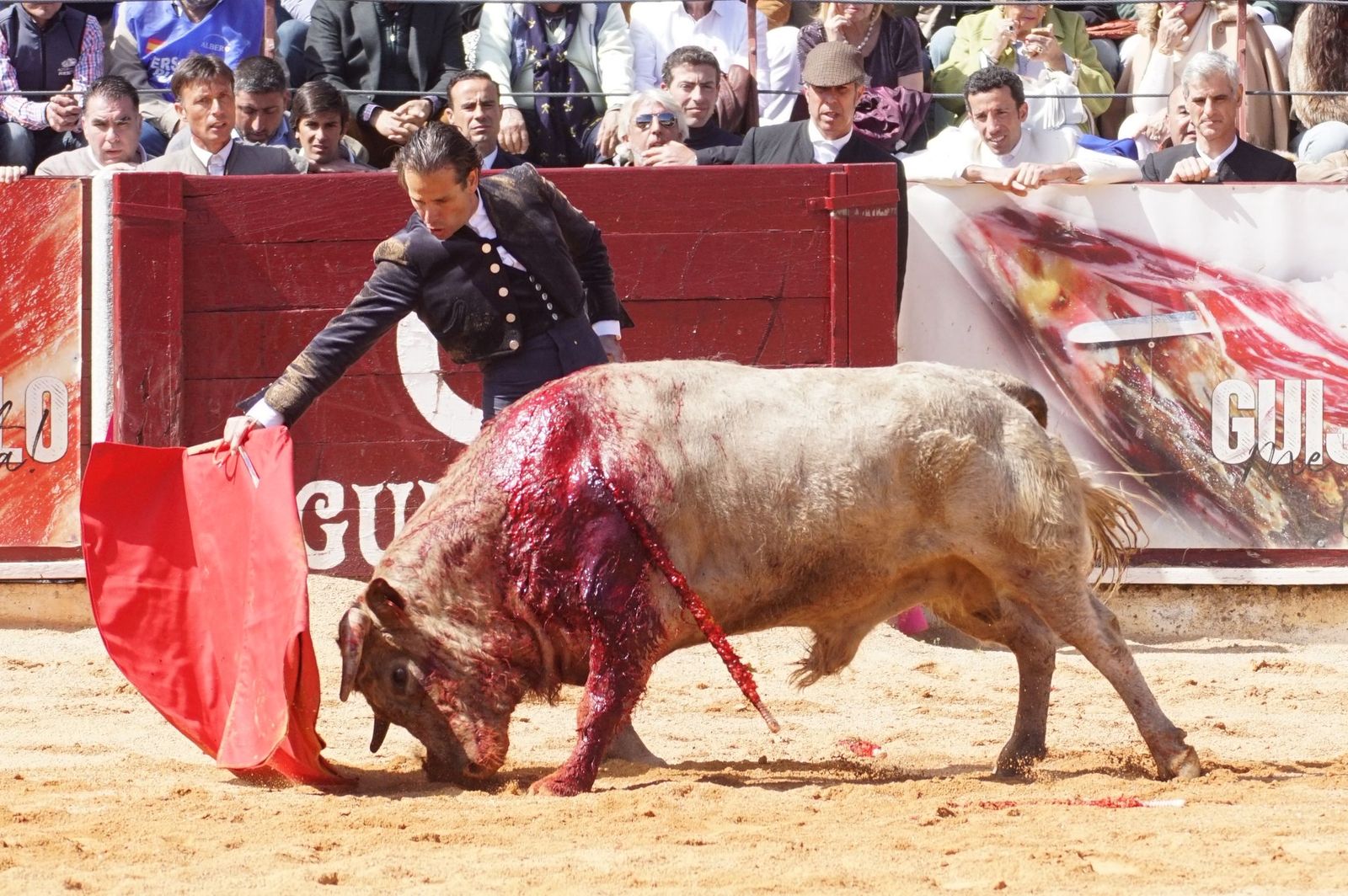 Festival taurino solidario por la esclerosis múltiple en Guijuelo