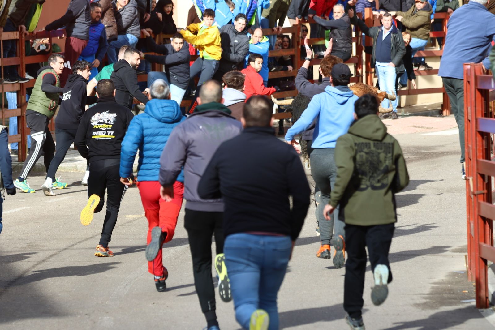 Encierro de martes en el Carnaval del Toro de Ciudad Rodrigo 2026